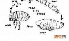 怎样消除跳蚤的方法 除跳蚤的方法