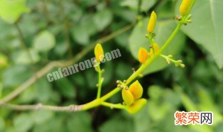 丁香花养殖方法 丁香花养殖方法?