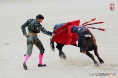 辟谣公牛遇红色则发怒 为什么牛看见红色就会发疯