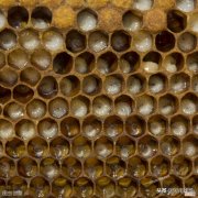 培育1只蜜蜂需要蜕皮6次 蜜蜂是完全变态发育吗