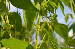 科学的给豆角施肥才能结得多还好吃 种豆角用什么肥料