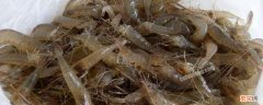 草虾产地在哪，和基围虾有什么区别 草虾是海虾还是河虾
