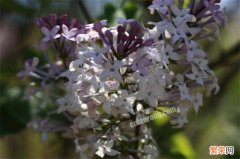 丁香花哪种品种最好看 盘点10种最美丁香花品种