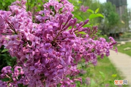 丁香花哪种品种最好看 盘点10种最美丁香花品种