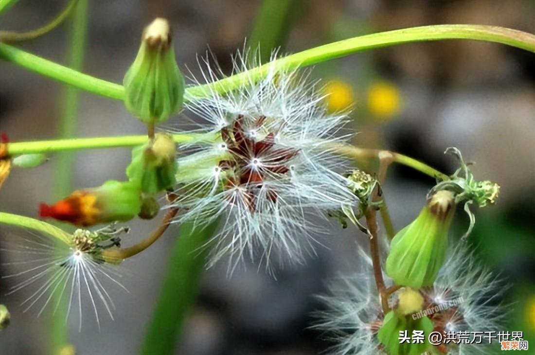 10种植物的传播方式 盘点植物播种传播方式