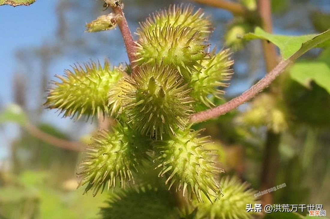 10种植物的传播方式 盘点植物播种传播方式