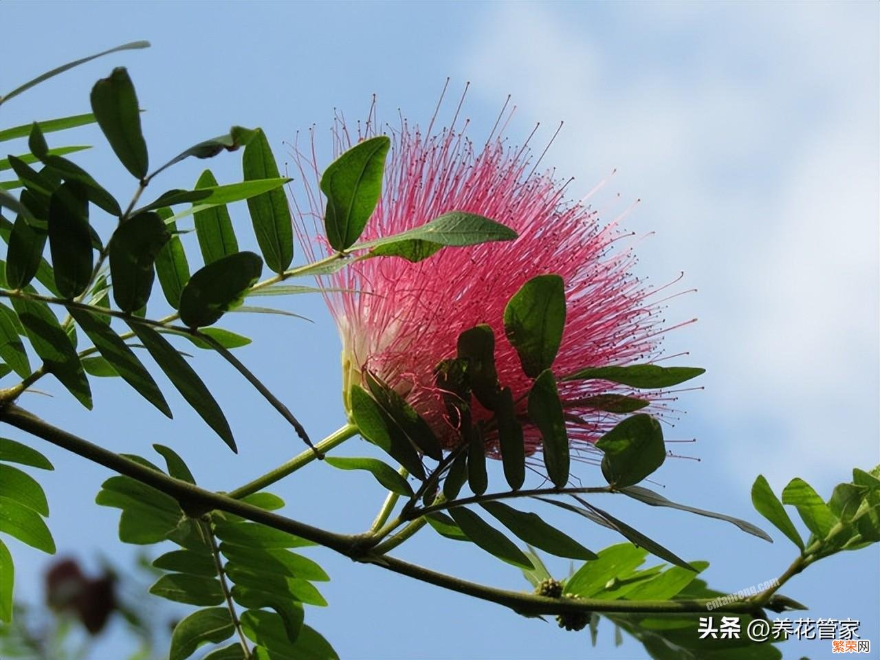 庭院十大吉祥树排名 私人庭院最适合种的十种富贵树