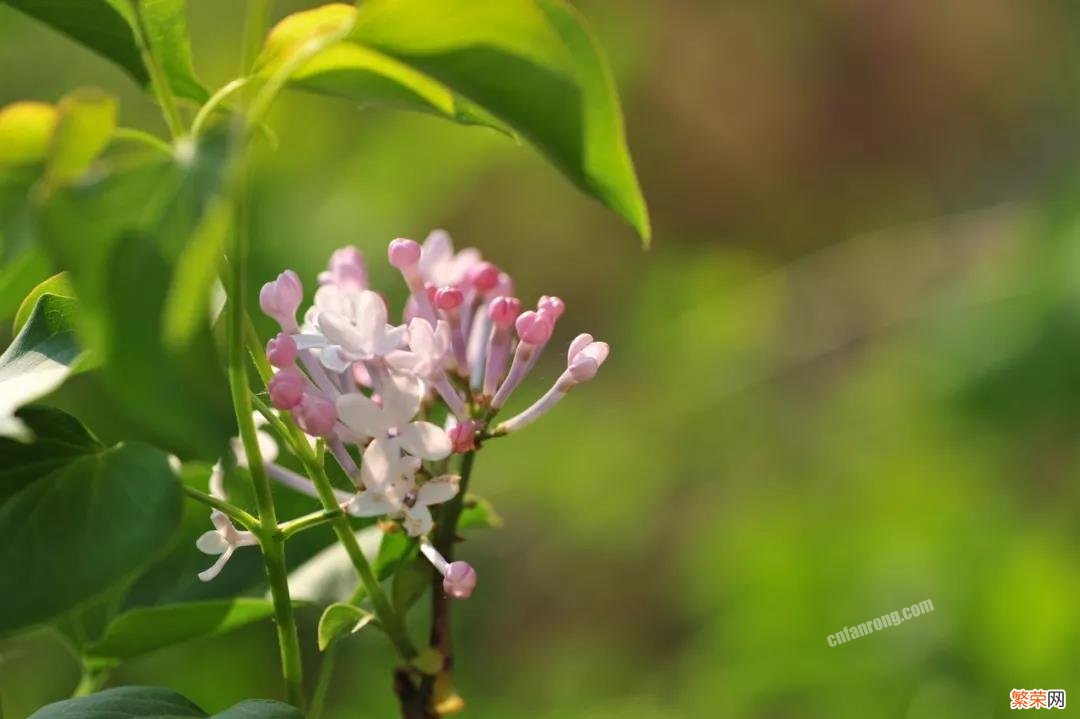 春天最常见的花有哪些 盘点15种开在春天的花