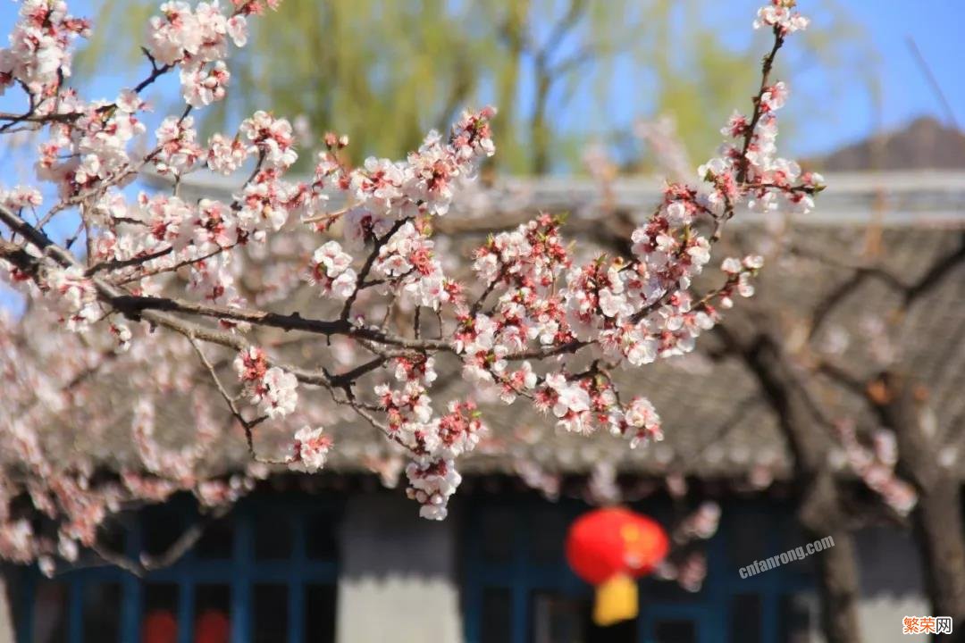 春天最常见的花有哪些 盘点15种开在春天的花