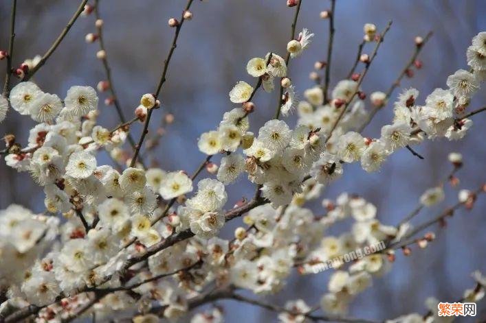 梅花十大稀有品种之首 梅花品种大全名称