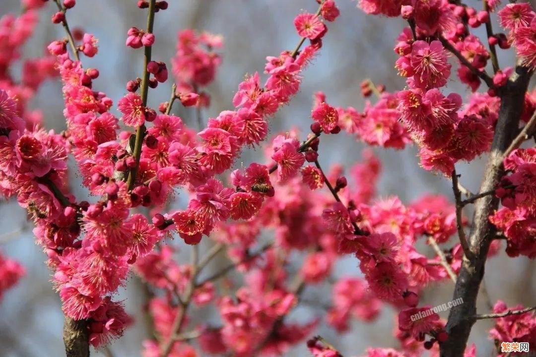 梅花十大稀有品种之首 梅花品种大全名称