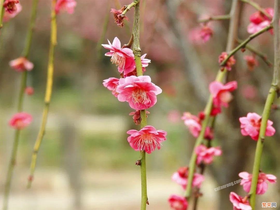 梅花十大稀有品种之首 梅花品种大全名称