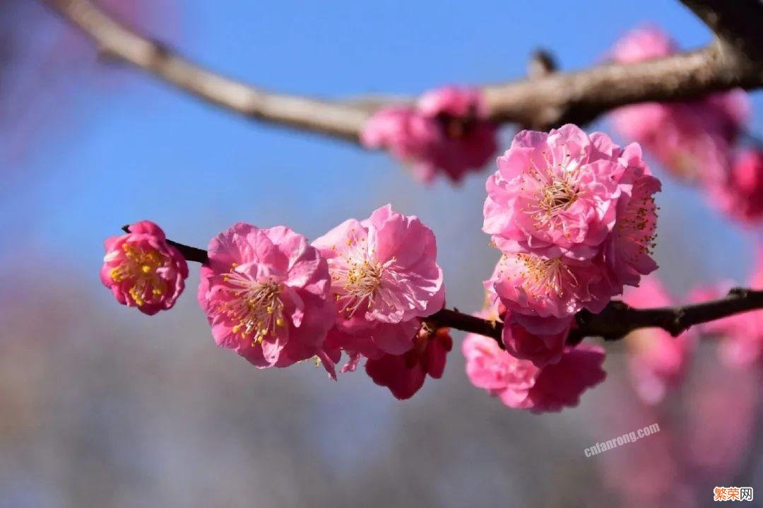 梅花十大稀有品种之首 梅花品种大全名称