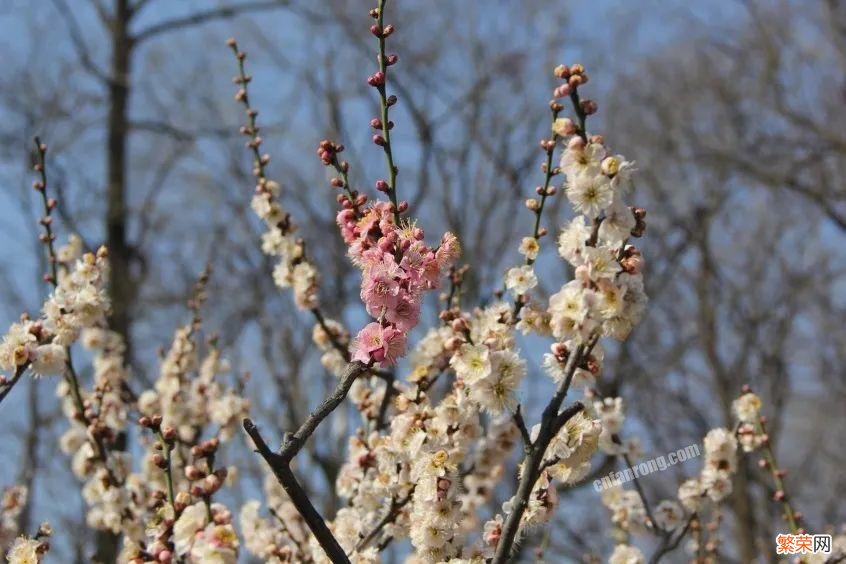 梅花十大稀有品种之首 梅花品种大全名称