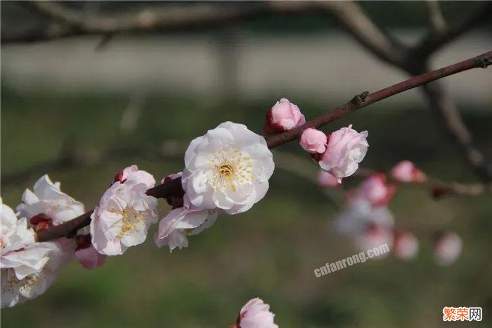 梅花十大稀有品种之首 梅花品种大全名称