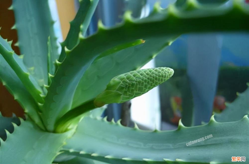 冬天十种最美的花 适合冬天养的10种小盆种花