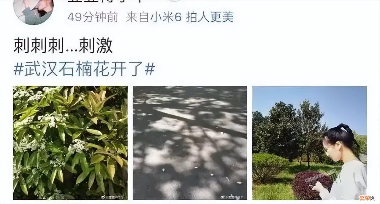 石楠花味道令人尴尬为何被广泛种植 石楠花的味道是什么梗