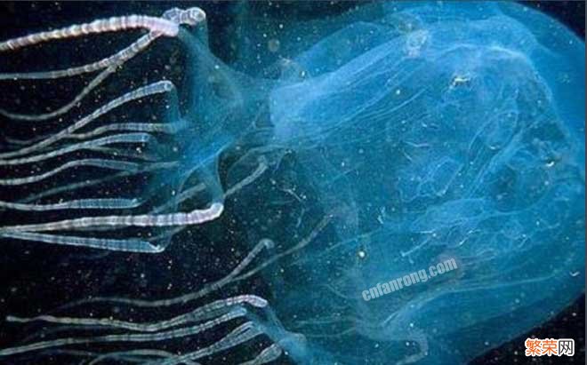 揭秘世界上十大毒王之首-方水母 世界十大毒王第一名是谁？