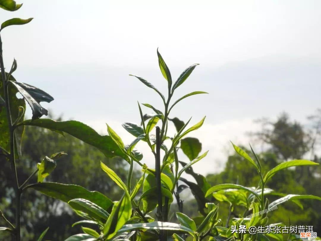 十大最古老的普洱茶树排名 云南普洱茶十大名牌