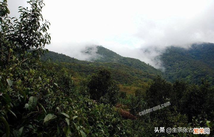 十大最古老的普洱茶树排名 云南普洱茶十大名牌