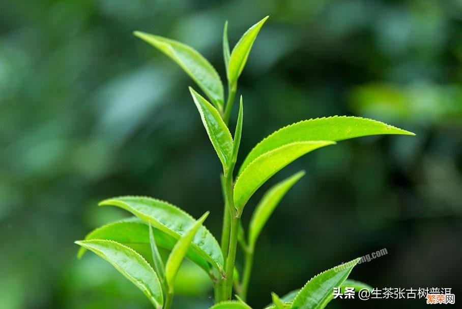 十大最古老的普洱茶树排名 云南普洱茶十大名牌