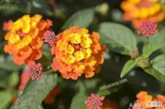 开橙色花的植物有哪些 十大橙色最好看的花