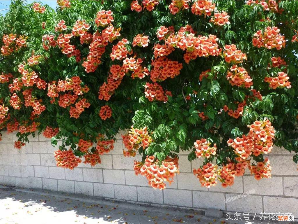 开橙色花的植物有哪些 十大橙色最好看的花