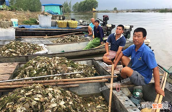 养殖业什么最赚钱农村？这6个农村养殖项目挺稳的