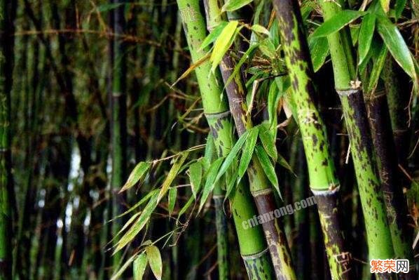 竹子都有什么品种 十大名贵竹子品种