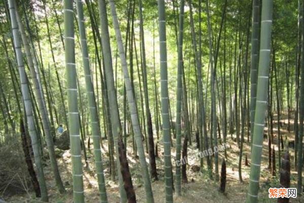 竹子都有什么品种 十大名贵竹子品种