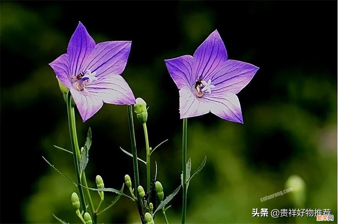 夏季开放的十种花卉 夏天开的花有哪些