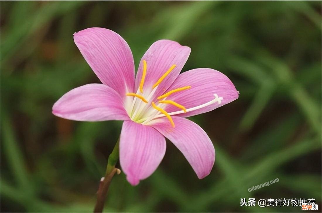 夏季开放的十种花卉 夏天开的花有哪些