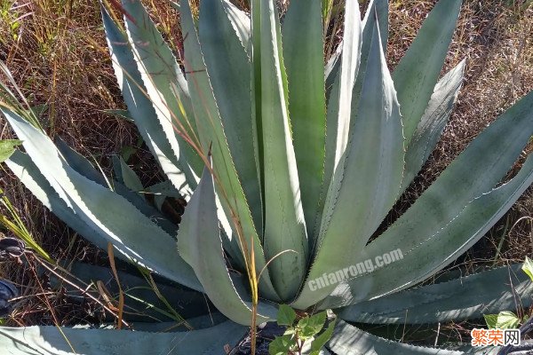 电脑桌上放什么植物好 电脑防辐射的6种植物盆栽