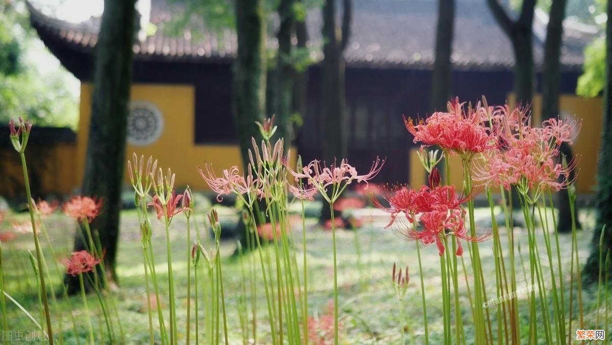 有人却养在家里 十种招鬼的花