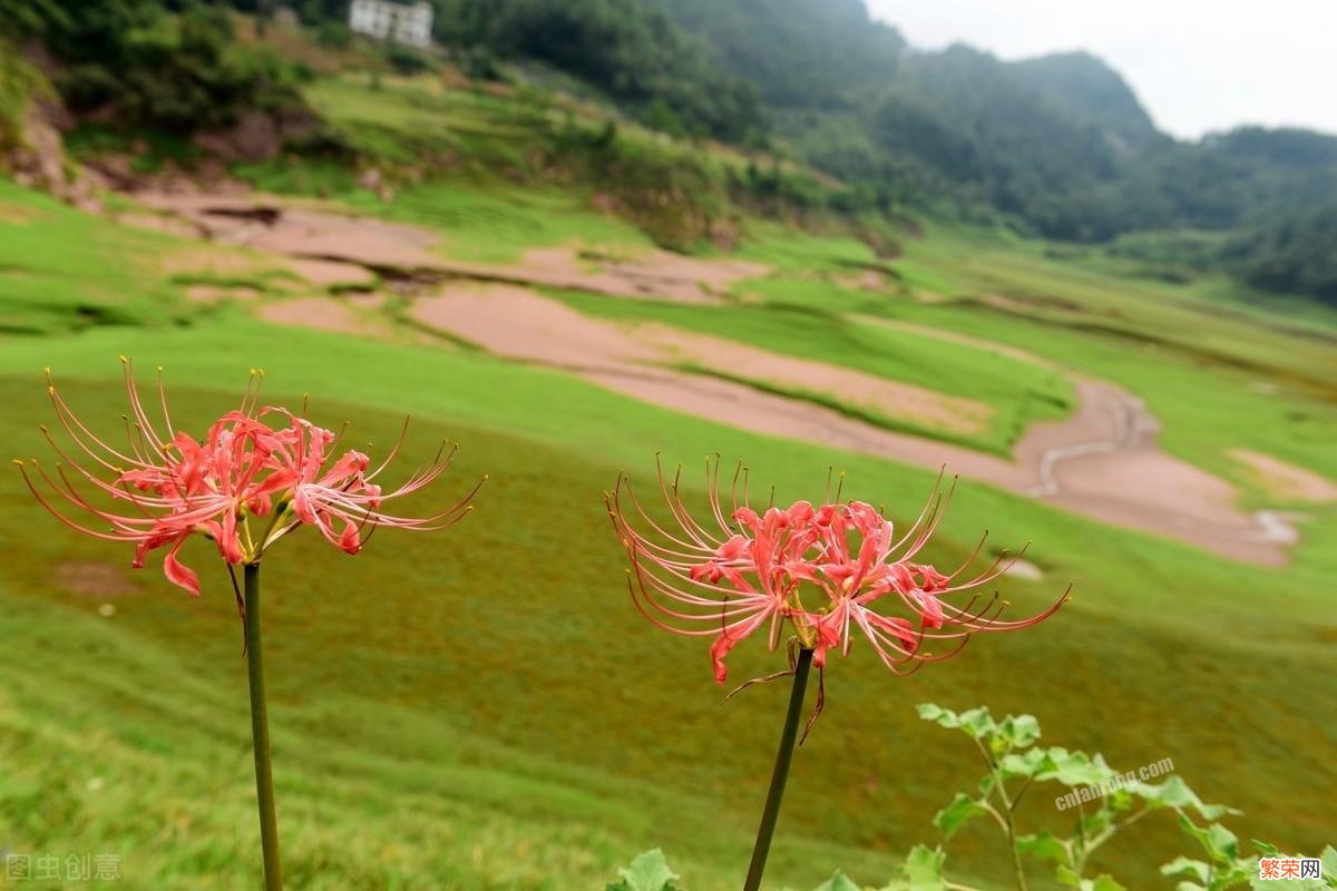 有人却养在家里 十种招鬼的花