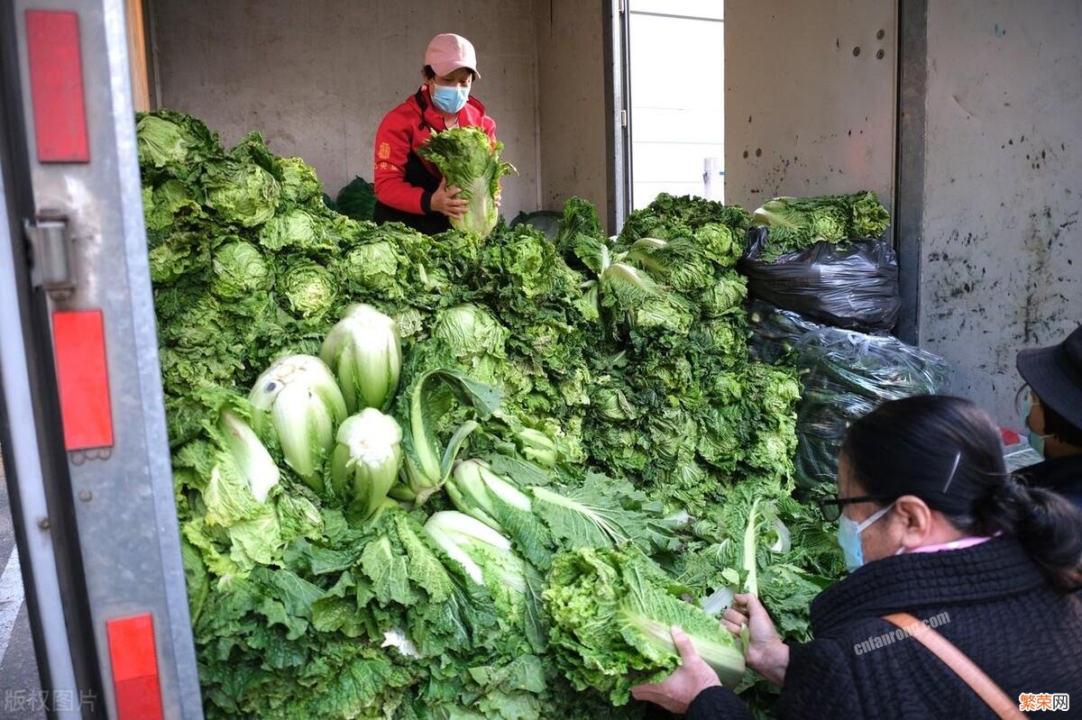 保存白菜简单方法 大白菜怎样保存过冬