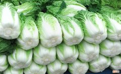 保存白菜简单方法 大白菜怎样保存过冬