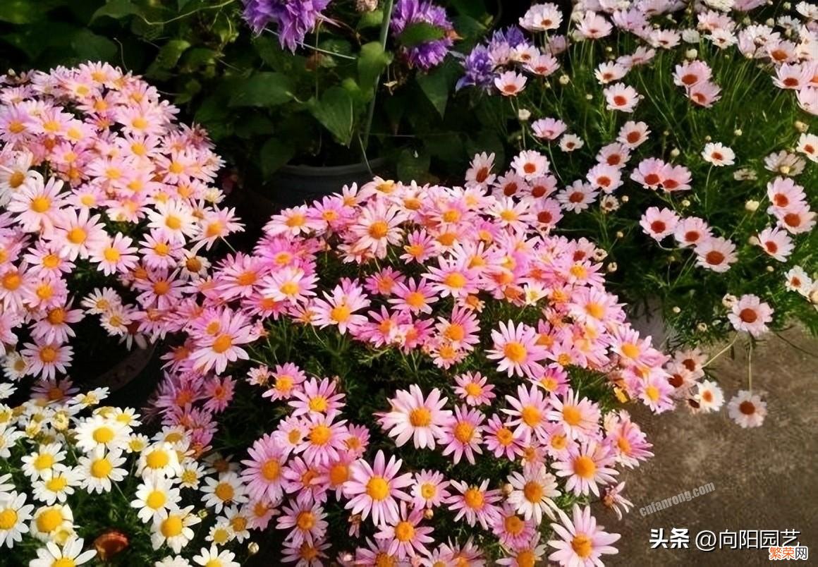 玛格丽特开完花清理方法 玛格丽特开完花要怎么弄