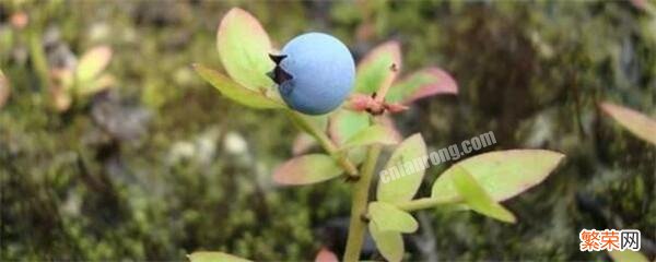 一文搞懂家庭盆栽蓝莓的种植技巧 蓝莓的种植方法和技术