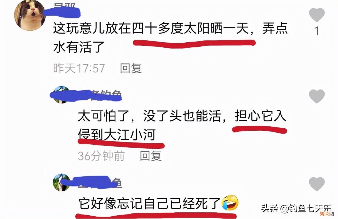 清道夫鱼生命力有多强？清道夫的顽强让网友大开眼界