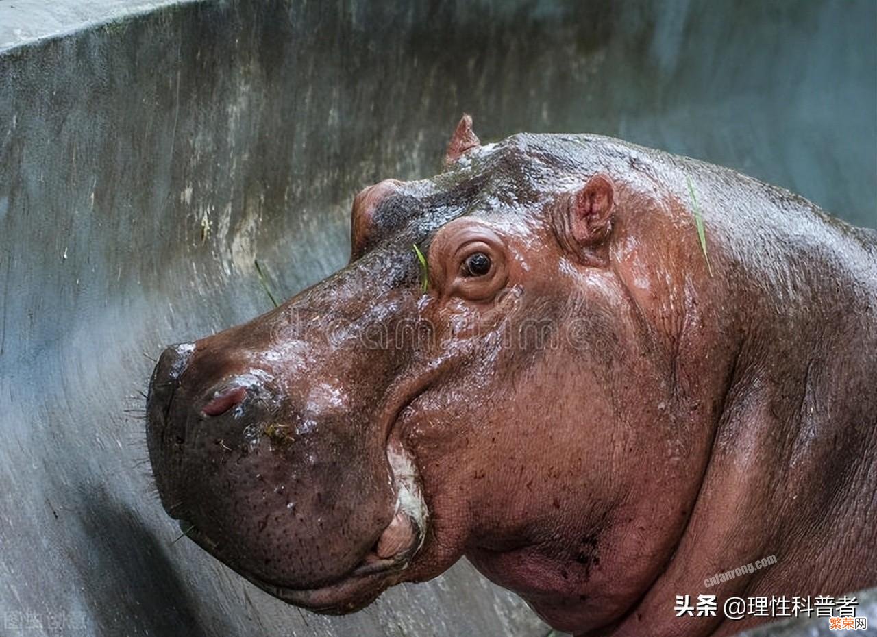 浅谈河马的食料与习性 河马吃什么食物