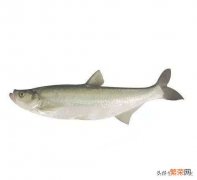 太湖三白是哪三白？3种河鲜类特产——白鱼、银鱼和白虾