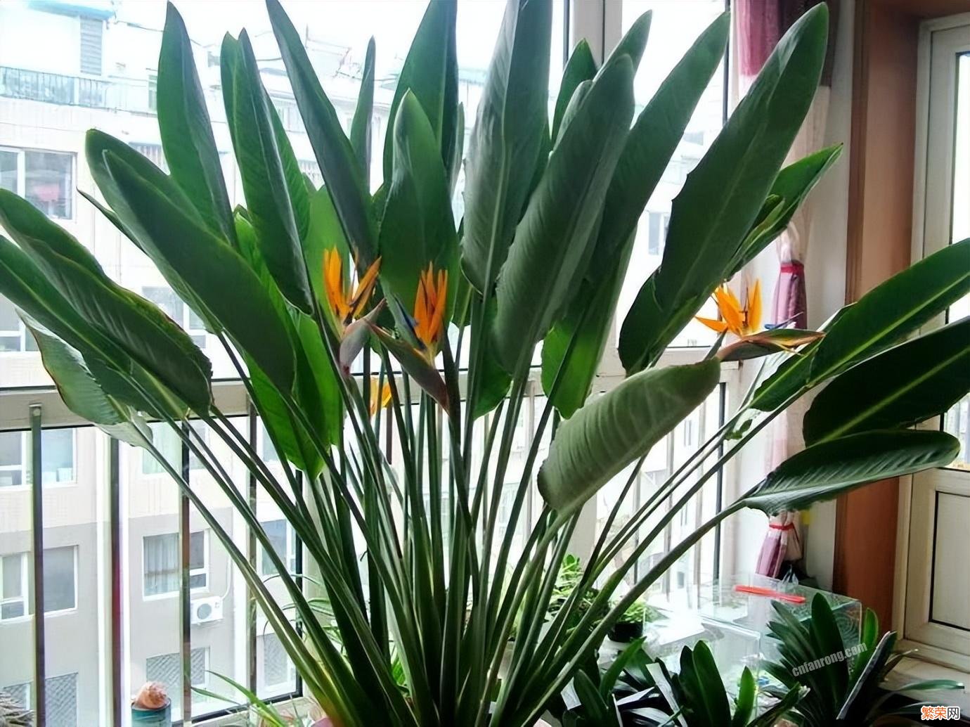 10种“旺家”寓意好的大绿植推荐 客厅最旺宅的大型植物有哪些