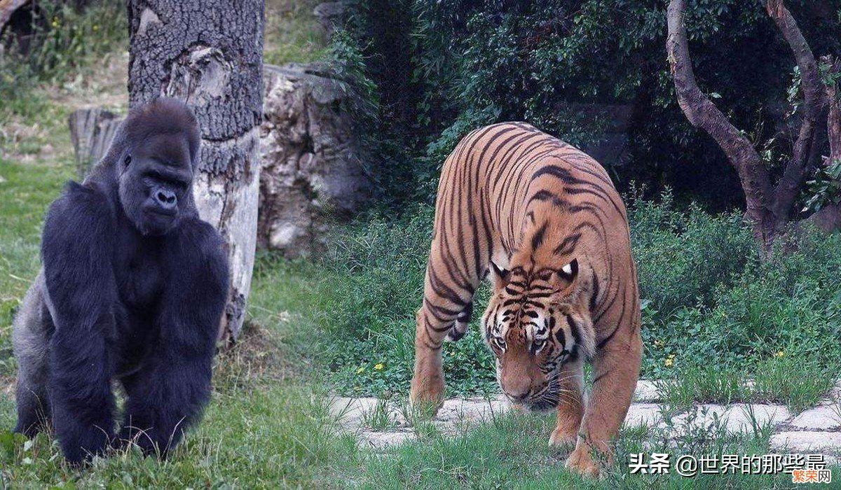 银背大猩猩成年后花豹不再是其对手 世界上最大的猩猩