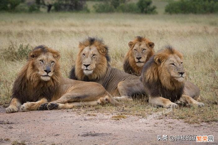 多角度分析：狮子是真正的猫科动物 狮子是猫科还是犬科