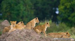 多角度分析：狮子是真正的猫科动物 狮子是猫科还是犬科