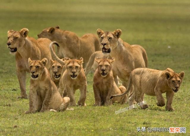 多角度分析：狮子是真正的猫科动物 狮子是猫科还是犬科