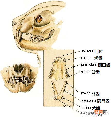 多角度分析：狮子是真正的猫科动物 狮子是猫科还是犬科