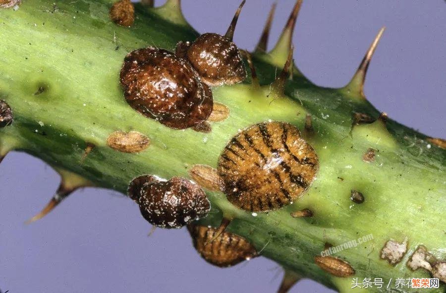 在农村这5种虫子生命最顽强 5种不死虫介绍