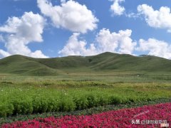 坝上草原在哪？在承德市丰宁满族自治县